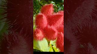 Bixa orellana  lipstick tree shorts plants flowerworld floweringplant shortvideo [upl. by Nnylacissej737]