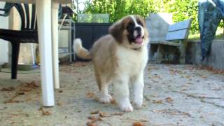 Un saintbernard de 3 mois [upl. by Carling]