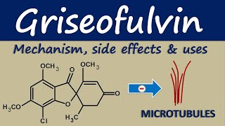 Griseofulvin  Mechanism side effects and clinical uses [upl. by Yenahpets451]