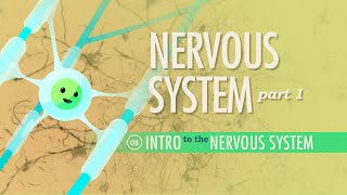 The Nervous System Part 1 Crash Course Anatomy amp Physiology 8 [upl. by Eliathas]