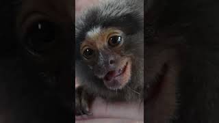 Do Monkeys SMELL Bad babyanimal fingermonkey marmoset [upl. by Aniala]