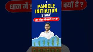 Panicle initiation stage धान में इतनी जरूरी क्यों है 😍 agricultureadda247 paddy fciag3 ibpsafo [upl. by Rimisac897]