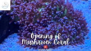 Opening of Mushroom Coral [upl. by Felty]