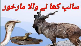 Snake Eater Markhor  MARKHOR  MARKHOR HUNT  MARKHOR IN GILGIT  MARKHOR PRICE  infopediajm [upl. by Joappa]