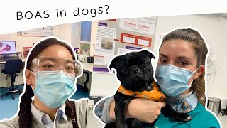 How to assess your dog for brachycephalic obstructive airway syndrome BOAS [upl. by Ibba]