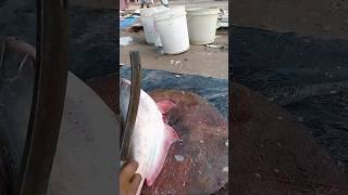 Awesome Big Pangasius Fish Cutting Skills shorts [upl. by Banna]