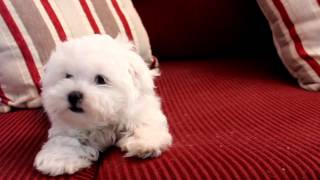 11 Week old Fanfare Maltese Puppy [upl. by Nataline875]