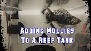 Quarantine Tank Update amp Adding Mollies  Beginner Guide To Saltwater Aquariums [upl. by Nadnal473]