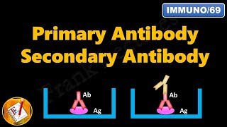 Primary and Secondary Antibodies FLImmuno69 [upl. by Neelav]