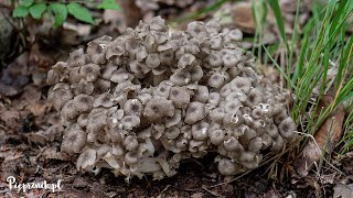 Żagiew wielogłowa Polyporus umbellatus  rzadki i ciekawy grzyb [upl. by Elatsyrc]