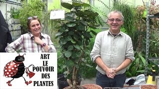 Conseils jardinage polyscia scutellaria Entretien et arrosage plante verte dintérieur [upl. by Reham71]