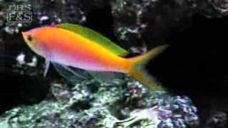 Bartletts Anthias Pseudanthias bartlettorum  LiveAquariacom [upl. by Laresa]