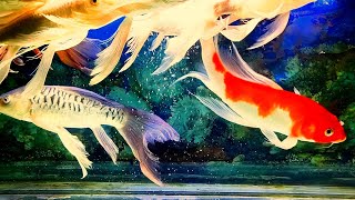 RELAXING WATER SOUND WITH WANDERFULL FISH  THE BEAUTIFUL OF FISH IN THE AQUARIUM [upl. by Nancey195]