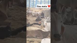 Jai gau mata ❤️gaumaata cow animals gaumat farming gaumatacute cowes cowlover [upl. by Cilka]