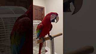 Green wing macaw talking [upl. by Limoli]