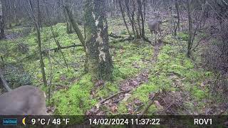 Bad Benteim Germany wildlife  87 Deer with beautiful antlers [upl. by Assilam]