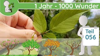 1 Jahr  1000 Wunder quotBäume 🌳🌳 als invasive Neophyten 23quot Teil 056  11052019  Bestimmung [upl. by Rekcut]