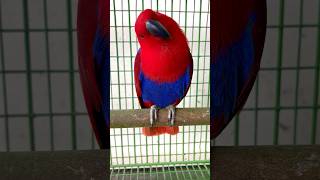 Parrot 🦜🥰☝️ Eclectus parrot redparrot talkingparrot parrot pets 🦜😍 [upl. by Atkins751]