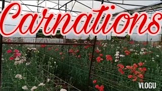 CARNATION FLOWERS IN A GREENHOUSE [upl. by Aratihc]