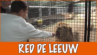 Wat doet Stichting Leeuw allemaal  DierenpraatTV [upl. by Yznel]