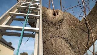 Colonie dabeilles installée dans un tronc de Paulownia 12 [upl. by Moffitt]