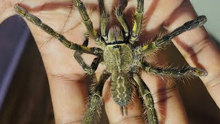 Ho GoD 😳❌❌ tarantula poecilotheria tarantulalove pets shortvideo [upl. by Naves704]