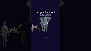 What Are The Largest Animal [upl. by Drolyag705]