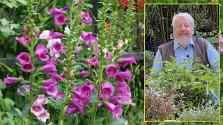 DIGITALES  MIEUX CONNAÎTRE CES BELLES FLEURS ET COMMENT LES CULTIVER Le quotidien du jardin N°199 [upl. by Nanaek]