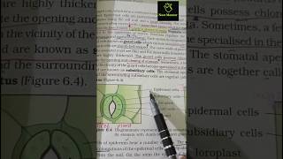 stomata  anatomy  ncert imp diagram  class 11th ncert biology neet2025 aiims mbbs neet2026 [upl. by Bonney]