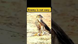 Eagle vs snake shorts newsong snake [upl. by Tully]