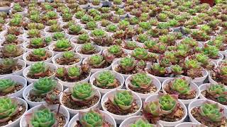 Dudu EC Colourful Rare Floweing Wholesale Aeonium Echeveria Natural Live Succulent [upl. by Assehc]