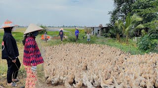 Duck Farm Camping Techniquesquot How to Transport Millions of Ducks to the New Field TrainquotDuck Farm VN [upl. by Joycelin]