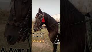 Al Awan club horses Islamabad🐴arabic mazakraatcomedyviralshort arabhorse pakistanihorses [upl. by Aneehsak]