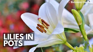 How To Plant Dwarf Lily Bulbs Corms In Pots  Balconia Garden [upl. by Heydon]