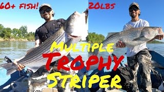 Sacramento River Striper Fishing UNBELIEVABLE DAY 2024 Colusa Striper Derby [upl. by Huei346]