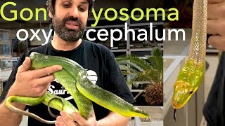 Magnifiques couleuvres asiatiques  Gonyosoma oxycephalum [upl. by Aivat]