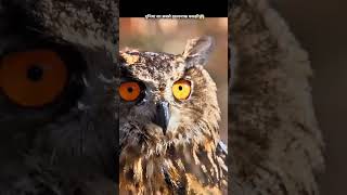 Owls the is Dengerous 😨 shortvideo [upl. by Dnumyar]