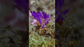 Flabellina rublineata nudiyongalawreckseasluggreatbarrierreefaustraliagramuwreelstiny [upl. by Mcconaghy]