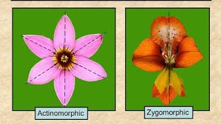 Actinomorphic Zygomorphic And Asymmetric Flower In HindiUrdu [upl. by Thrasher]