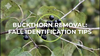 Buckthorn Removal Fall Identification Tips [upl. by Amada937]