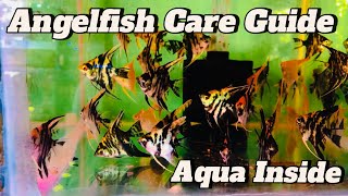 Angelfish Care Guide  All about Angelfish  Aqua Inside [upl. by Geordie115]