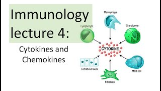 Immunology Lecture 4  Cytokines and Chemokines  Toll like receptor signaling NFkB [upl. by Eletnahs237]