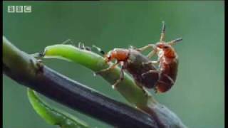 African beetles eat poisonous plants for survival  BBC wildlife [upl. by Ainig798]