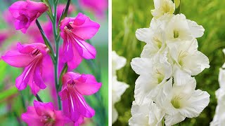 How to Plant Gladioli Summer Garden Guide [upl. by Kurland]