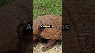 Rolling to Survive How Armadillos Outsmart Hunters animals funny shorts shortsfeed [upl. by Dnilasor931]