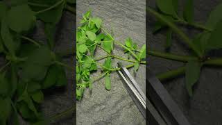 Chickweed Stellaria media vs Petty Spurge Euphorbia peplus shorts [upl. by Sherilyn]