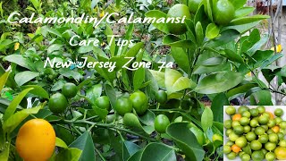 Calamondin or Calamansi care tips growing in Zone 7a or colder climate  Bountiful indoor calamondin [upl. by Celestyn]