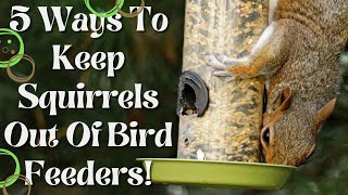 5 Ways To Keep Squirrels Off Bird Feeders [upl. by Brownley881]