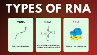 Types of RNA mRNA tRNA rRNA in Tamil [upl. by Kenway]