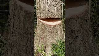 Shagbark Hickory the strongest tree cut down 💪 treecutting outdoors [upl. by Meeharb]